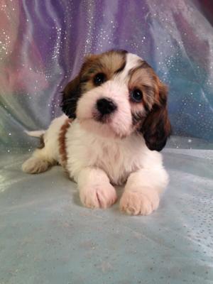 Tri colored Male Cavachon Puppy for Sale #5 DOB 10-25-14 $675 Easy pick up for buyers located in Wisconsin, Iowa, Minnesota, and Illinois!